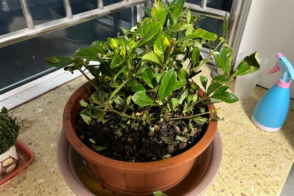怎么养栀子花，夏季需一天或两天浇水一次