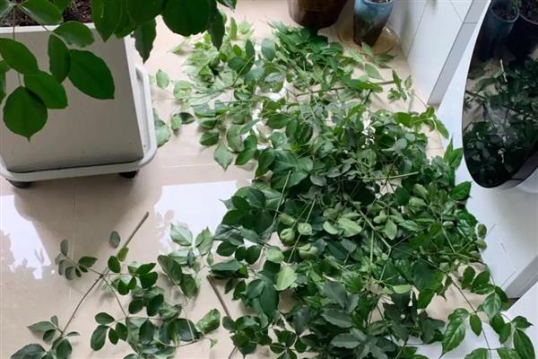 幸福树剪枝后过多长时间会发芽，经过一个星期左右便可萌发