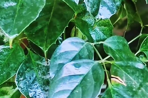 幸福树剪枝后过多长时间会发芽，经过一个星期左右便可萌发