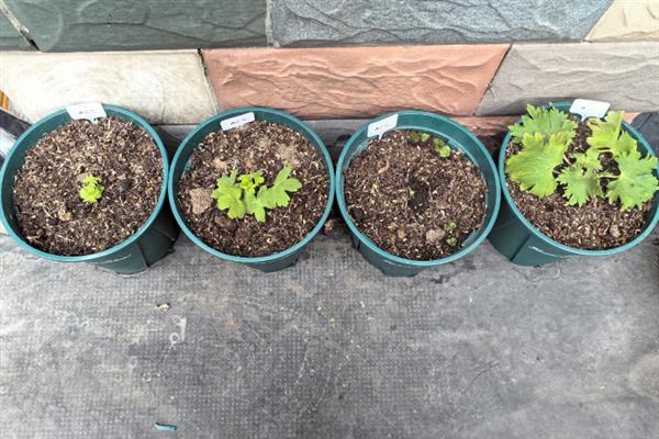大花飞燕草的耐寒温度，可以短暂忍耐0℃的低温
