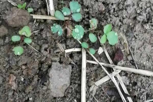 地栽蔷薇花的种植方法，春季和秋季均可种植