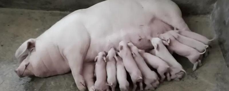 母猪产后咬小猪仔如何解决，视情况采取针对性措施