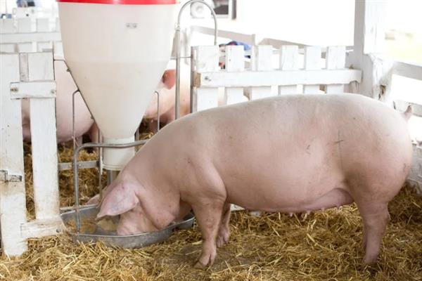 母猪产后咬小猪仔如何解决,视情况采取针对性措施