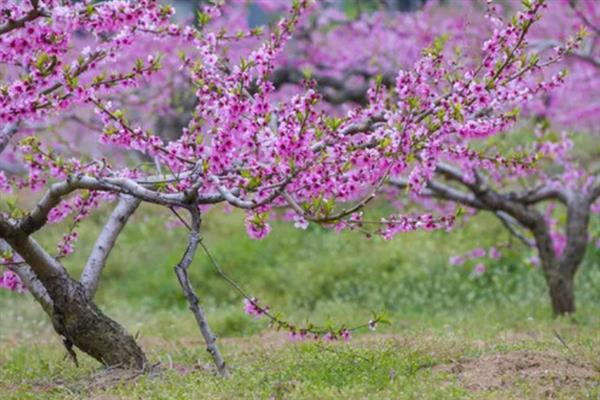 桃树叶子发黄卷曲的原因，主要是受到缩叶病、蚜虫的危害所致