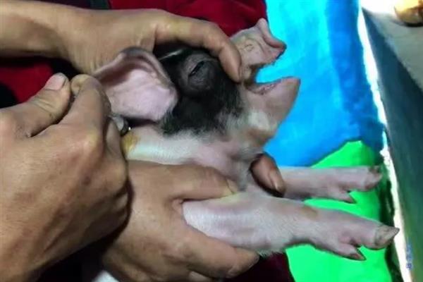 母猪产后咬小猪仔如何解决,视情况采取针对性措施