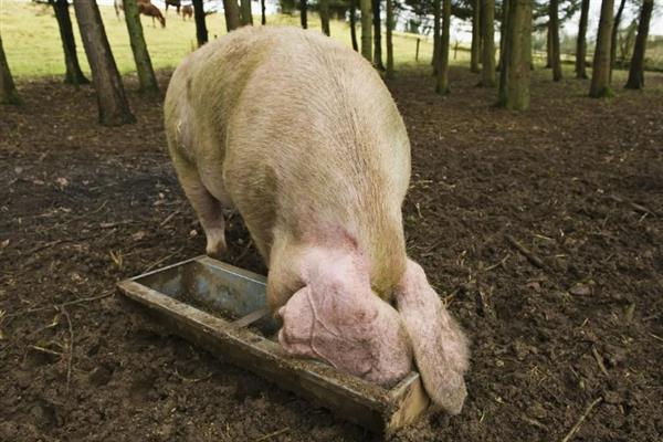 母猪产后咬小猪仔如何解决,视情况采取针对性措施