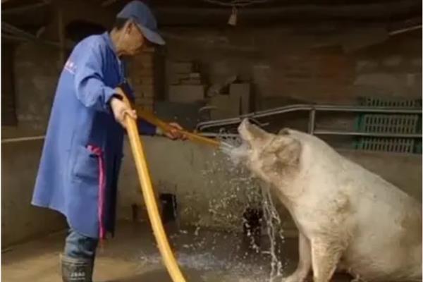 母猪产后咬小猪仔如何解决,视情况采取针对性措施