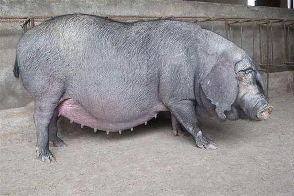 母猪产后咬小猪仔如何解决,视情况采取针对性措施