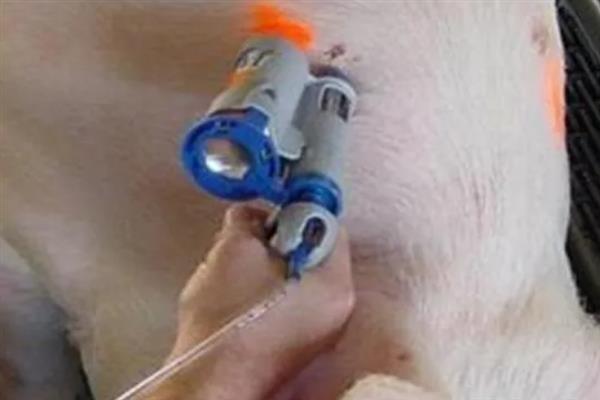 母猪产后咬小猪仔如何解决,视情况采取针对性措施