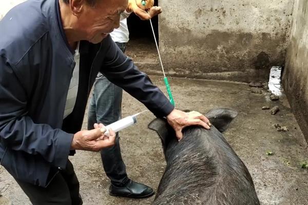 母猪产后咬小猪仔如何解决,视情况采取针对性措施