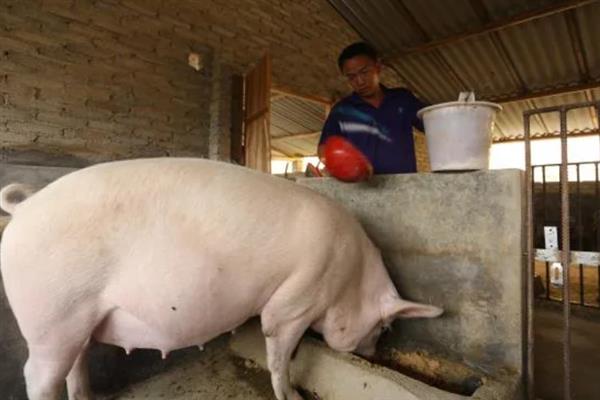 母猪产后咬小猪仔如何解决,视情况采取针对性措施