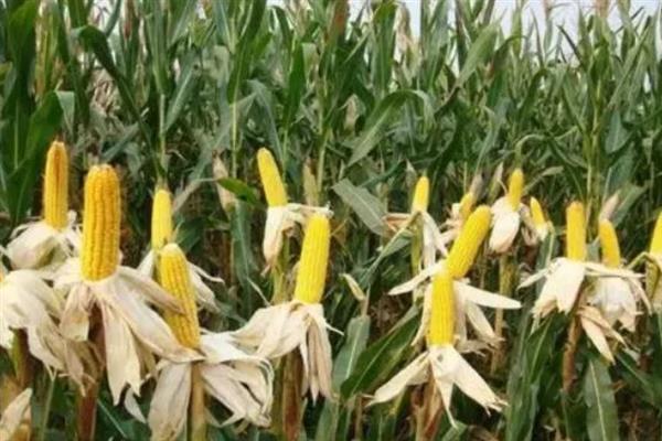 中农大369玉米种简介，株高298.0厘米
