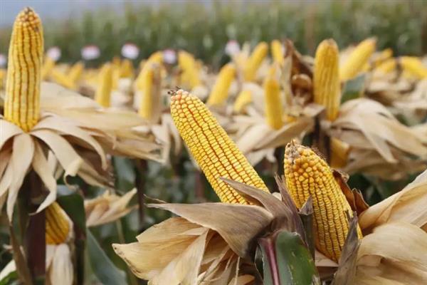 中农大369玉米种简介，株高298.0厘米