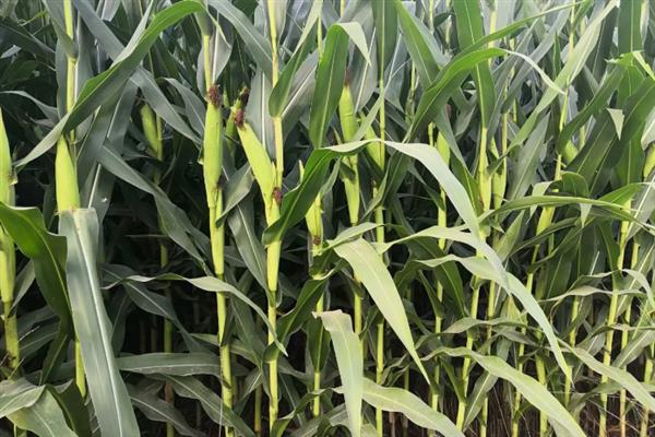 中农大369玉米种简介，株高298.0厘米