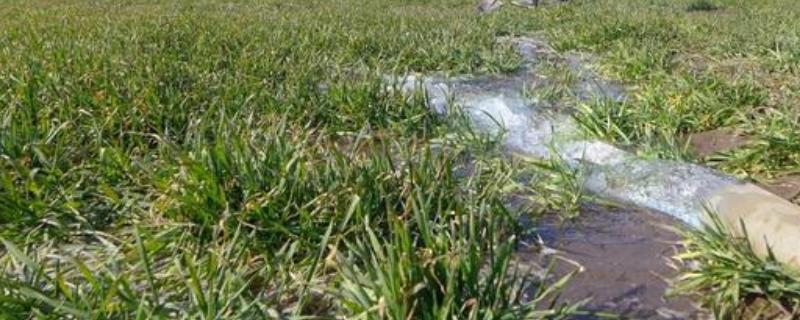 小麦返青水什么时间浇，要根据不同墒情而定