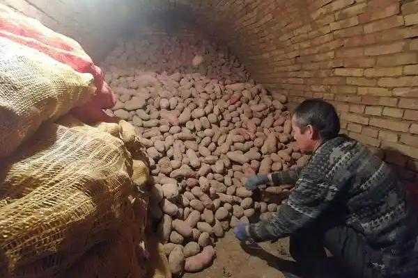 冬天保存红薯的方法，放在透气的木箱中可避免腐烂