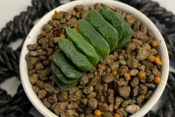 绿玉扇多肉的养殖方法，冬季要将室温控制在5℃以上