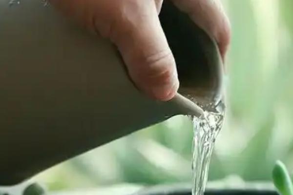 绿玉扇多肉的养殖方法，冬季要将室温控制在5℃以上