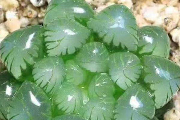 绿玉扇多肉的养殖方法，冬季要将室温控制在5℃以上