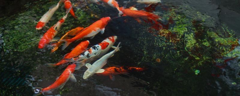 养殖锦鲤的要求，水质的酸碱度保持在6-8.5之间