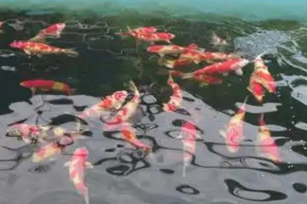 养殖锦鲤的要求，水质的酸碱度保持在6-8.5之间