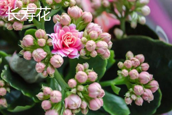 哪些花卉适合过年养殖，常见长寿花、郁金香等品种