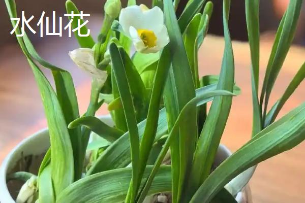 哪些花卉适合过年养殖，常见长寿花、郁金香等品种