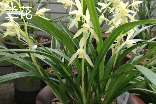 哪些花卉适合过年养殖，常见长寿花、郁金香等品种