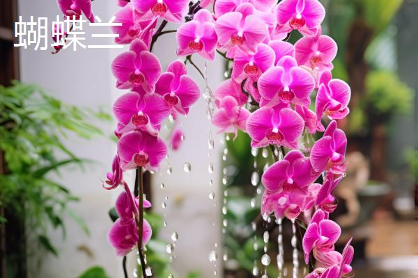 哪些花卉适合过年养殖，常见长寿花、郁金香等品种