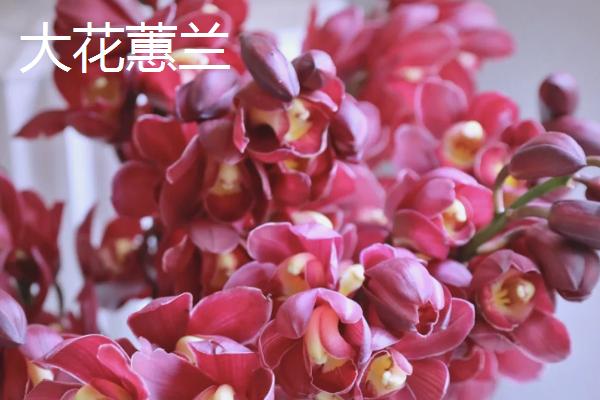 哪些花卉适合过年养殖，常见长寿花、郁金香等品种
