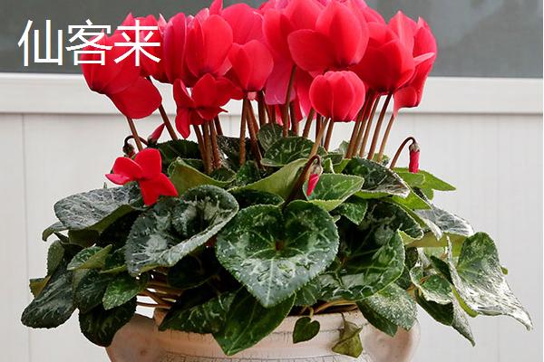 哪些花卉适合过年养殖，常见长寿花、郁金香等品种