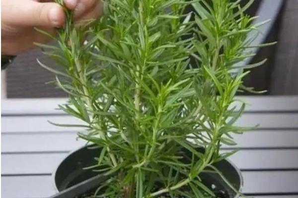 迷迭香长虫结网怎么治理，可喷洒药物并及时修剪