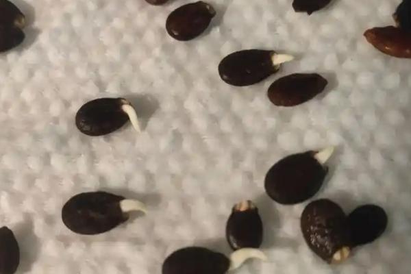 西瓜种子怎么育苗，浸种消毒可以减少菌源