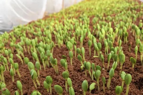 西瓜种子怎么育苗，浸种消毒可以减少菌源