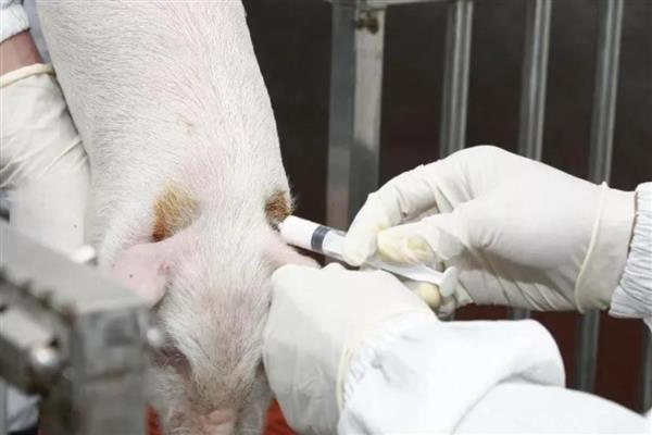 猪高烧41.5度不吃食如何处理，注射红皮统治既能退烧又能恢复食欲