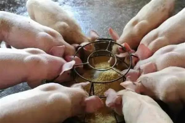 猪高烧41.5度不吃食如何处理，注射红皮统治既能退烧又能恢复食欲