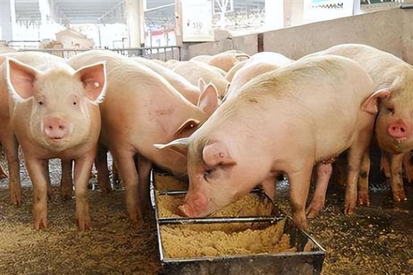 猪高烧41.5度不吃食如何处理，注射红皮统治既能退烧又能恢复食欲