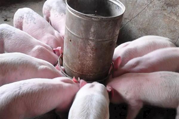 猪高烧41.5度不吃食如何处理，注射红皮统治既能退烧又能恢复食欲
