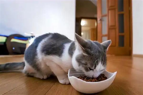 猫咪肠胃消化差引起口臭怎么解决，建议限制猫咪的食量