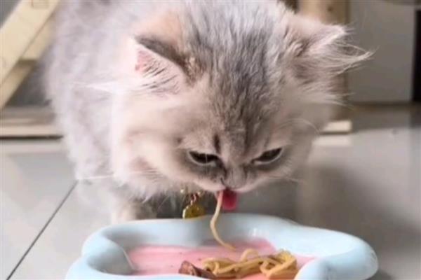 猫咪肠胃消化差引起口臭怎么解决，建议限制猫咪的食量