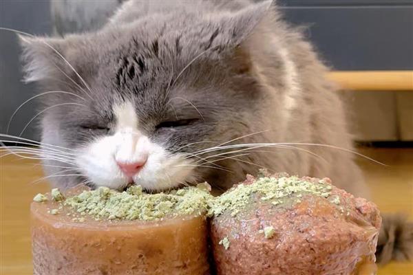 猫咪肠胃消化差引起口臭怎么解决，建议限制猫咪的食量