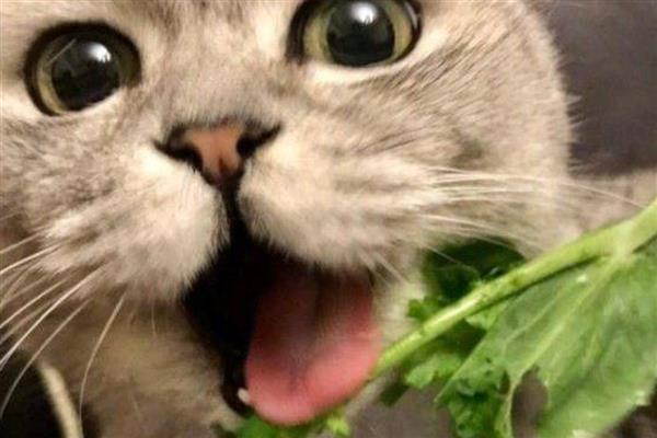 猫咪肠胃消化差引起口臭怎么解决，建议限制猫咪的食量