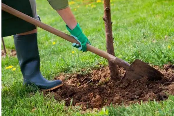 夏天能种树吗，夏天可以种树