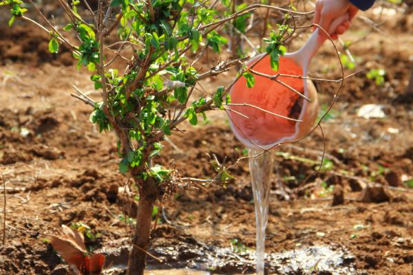 夏天能种树吗，夏天可以种树