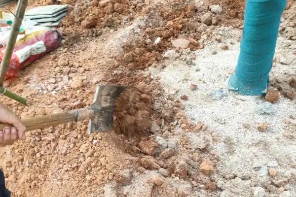 夏天能种树吗，夏天可以种树