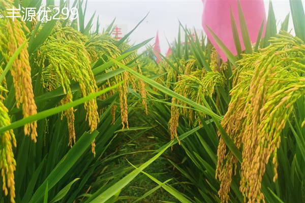 江西有什么优质水稻，常见中早57、益优918等品种