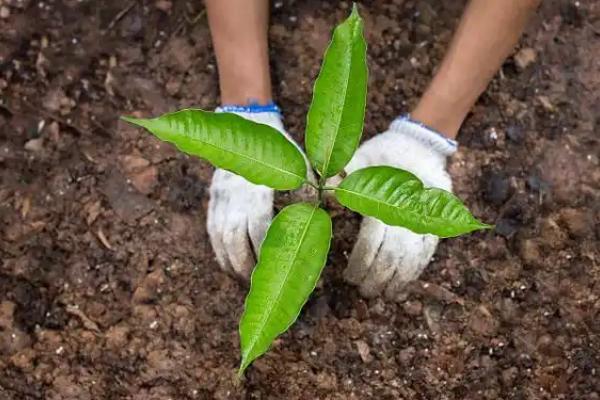 夏天能种树吗，夏天可以种树