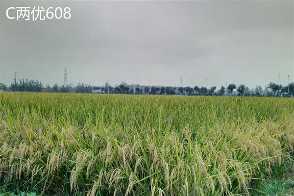 江西有什么优质水稻，常见中早57、益优918等品种