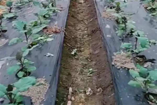 茄子的播种时间，早春种植播期在12月