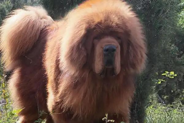 纯种藏獒的价格，纯度直接影响价格